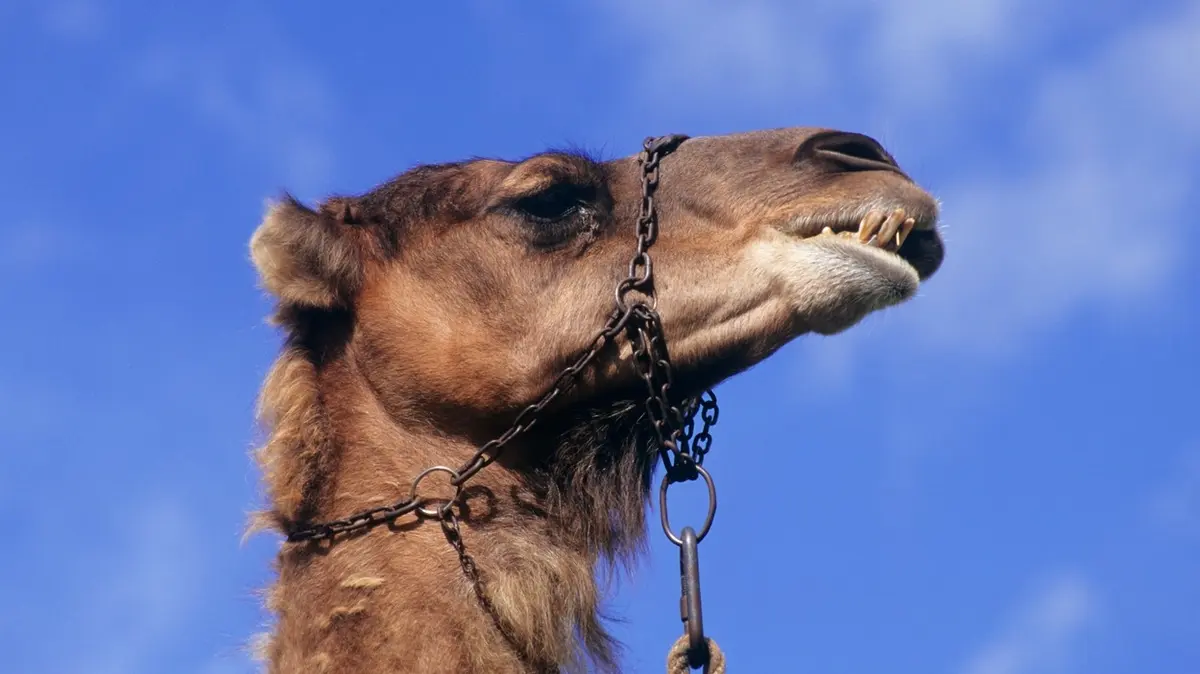 They introduced accident insurance for camels in Saudi Arabia